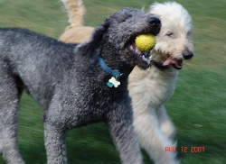 standard silver poodle w F1 Labradoodle from NC